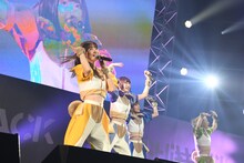 柏木由紀と豆柴の大群。