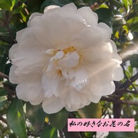 西中島きなこ「私の好きなお花の名」配信ジャケット