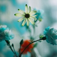 Homecomings「アルペジオ」配信ジャケット