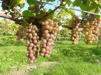 「銀河（ギンガ）」