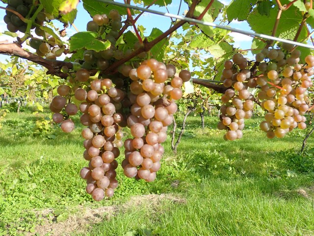 「銀河（ギンガ）」