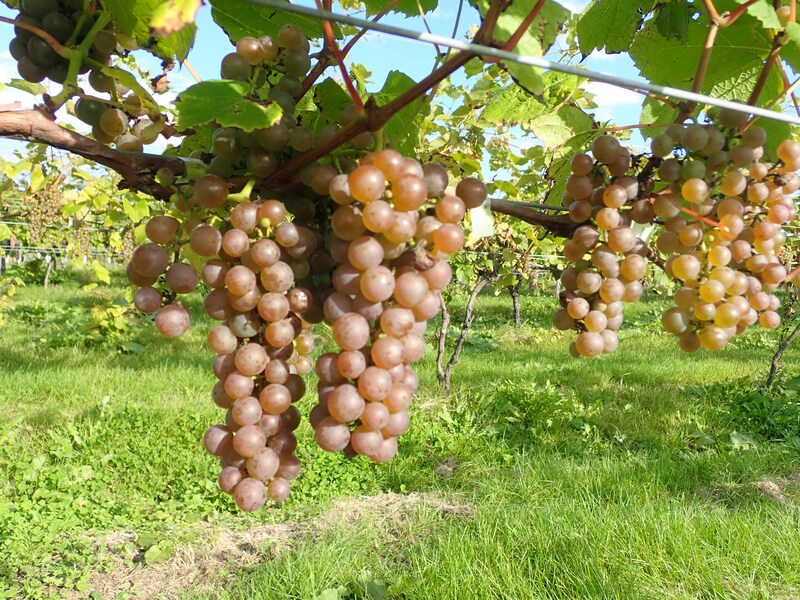 「銀河(ギンガ)」