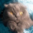 猫戦の1stアルバム「蜜・月・紀・行」がアナログ化