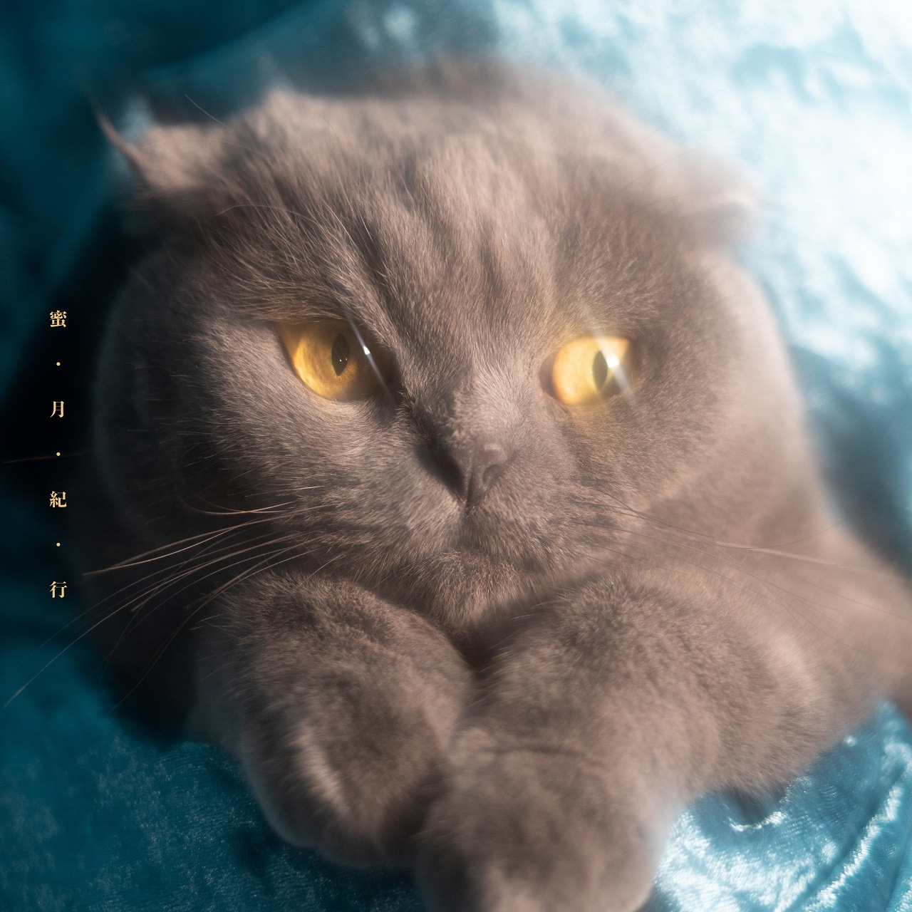 猫戦の1stアルバム「蜜・月・紀・行」ジャケット。