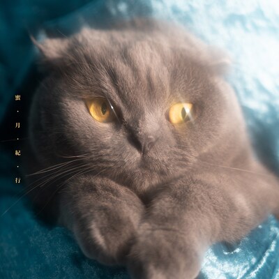 猫戦「蜜・月・紀・行」ジャケット