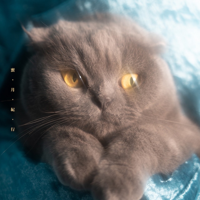 猫戦「蜜・月・紀・行」ジャケット