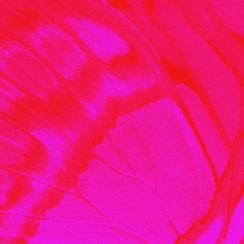 Daoko & Yohji Igarashi「escape」ジャケット