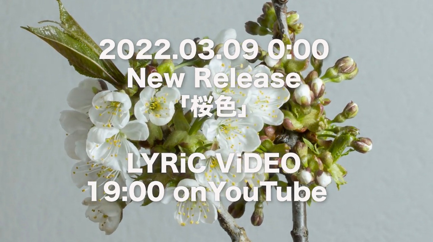 豆柴の大群「桜色」リリックビデオティザーより。