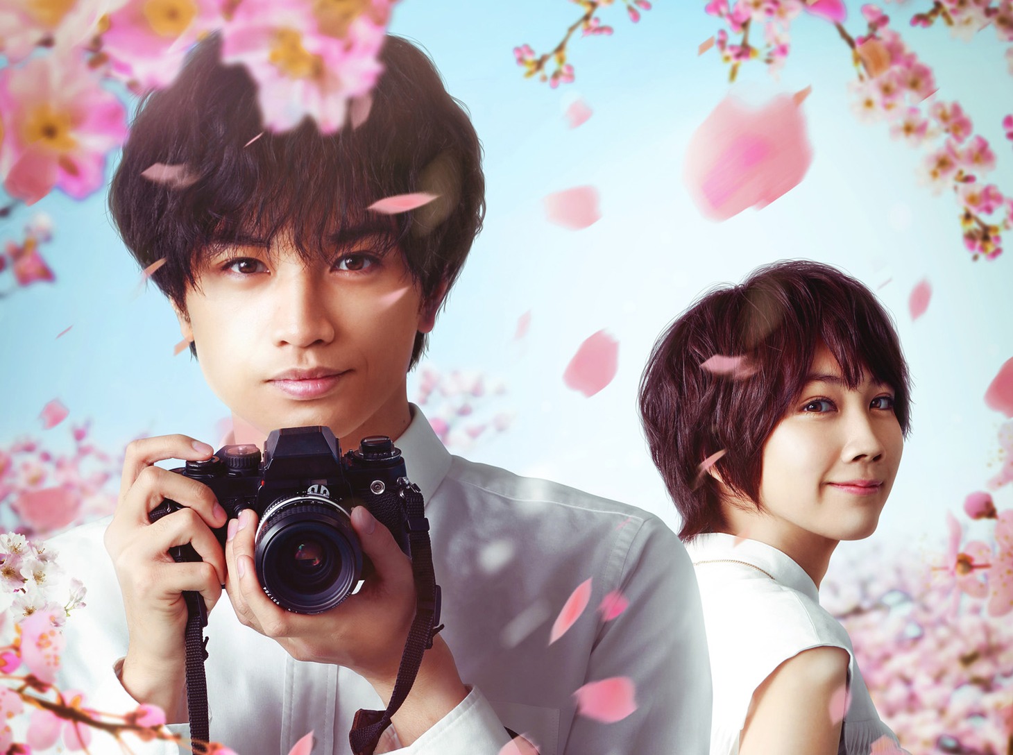 「桜のような僕の恋人」ビジュアル