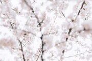 日比谷公園の桜。（撮影：taro mizutani）