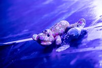 ぬいぐるみ（撮影：Masayo）