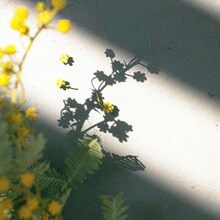 Homecomings「i care」配信ジャケット