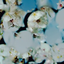 星野源「喜劇」配信ジャケット