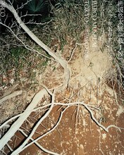 折坂悠太「薮IN」キービジュアル