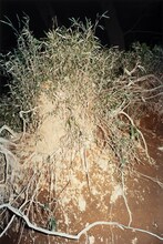 折坂悠太「薮IN」イメージ画像。（撮影：塩田正幸）