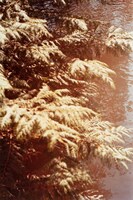 折坂悠太「薮IN」イメージ画像。（撮影：塩田正幸）