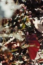 折坂悠太「薮IN」イメージ画像。（撮影：塩田正幸）