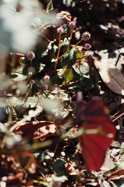 折坂悠太「薮IN」イメージ画像。（撮影：塩田正幸）