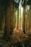 カネコアヤノ「わたしたちへ」ミュージックビデオのスチール写真。（撮影：濱本奏）