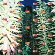 cero「Fuha」配信ジャケット