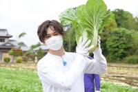 白菜収穫中のカイ。