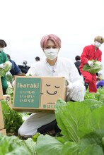 白菜収穫中のタカシ。