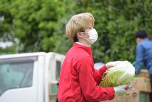 白菜収穫中のユーキ。