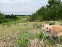 ペットランドのイメージ。