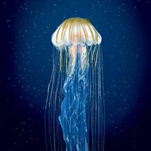 Penthouse「雨宿り」配信ジャケット