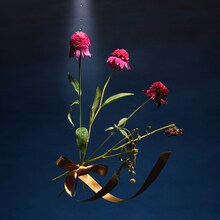 めいちゃん「Bouquet」配信ジャケット