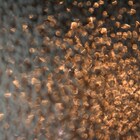 CorneliusがD.A.N.の楽曲をリミックス