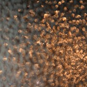 CorneliusがD.A.N.の楽曲をリミックス