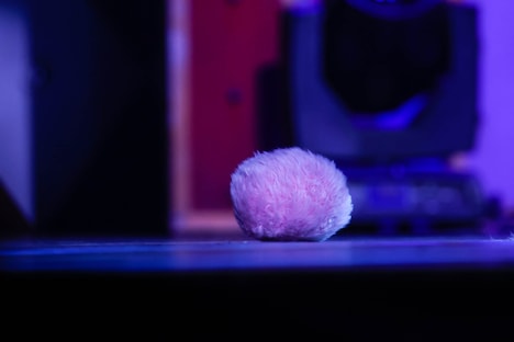 リョガぴょんが落とした尻尾。