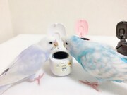 左からちびコロ、ぴっコロ。