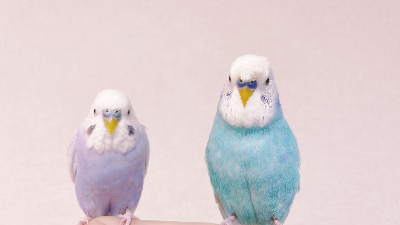 左からちびコロ、ぴっコロ。