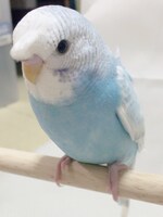 矢吹奈子と出会ったばかりの頃のぴっコロ。