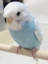 矢吹奈子と出会ったばかりの頃のぴっコロ。