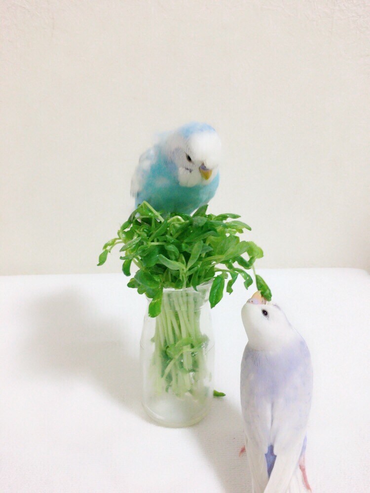 豆苗で遊ぶぴっコロとちびコロ。