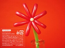 マカロニえんぴつ「MACAROCK'N LIVE-1」初回限定盤ジャケット