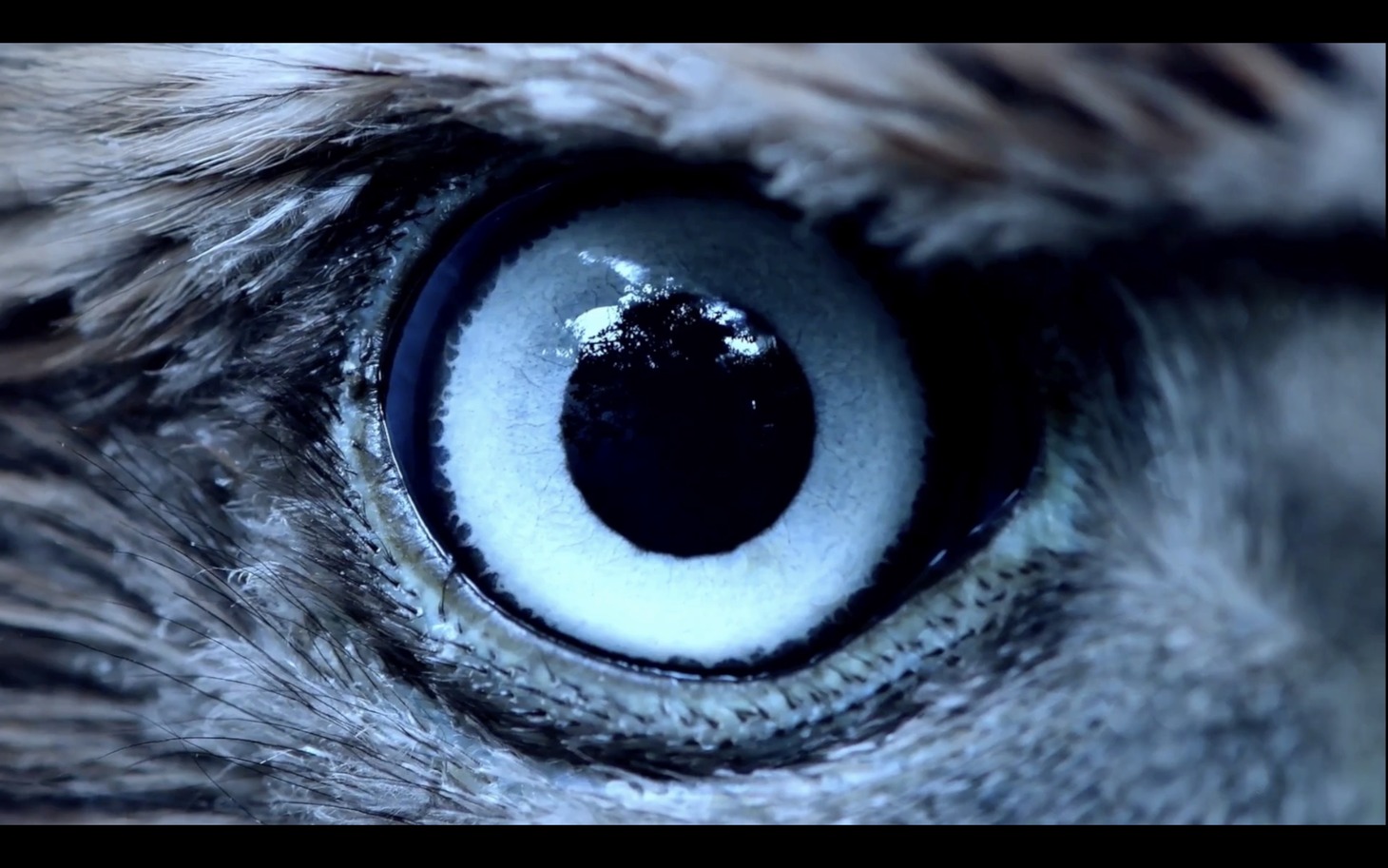 TESTSET「Carrion」ミュージックビデオより。