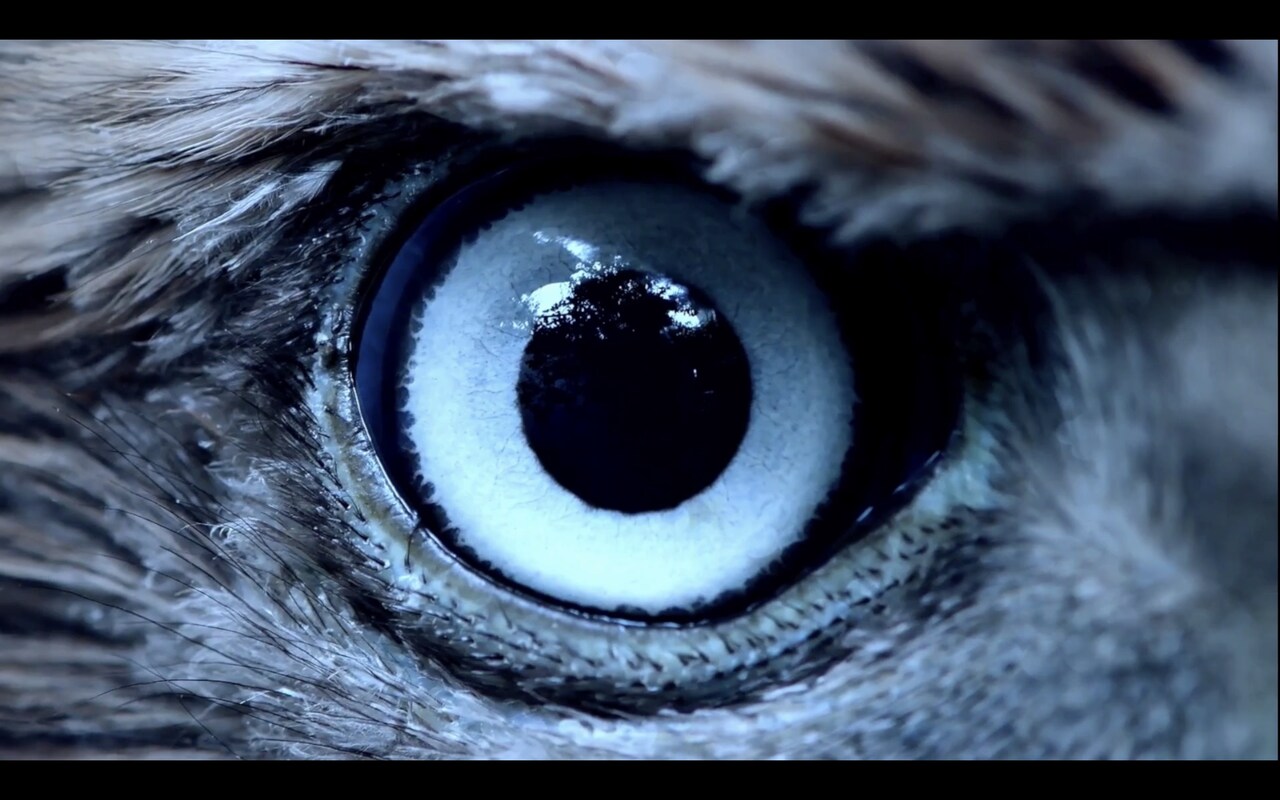 TESTSET「Carrion」ミュージックビデオより。