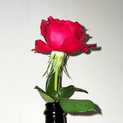 sassya-「Not the End」ジャケット