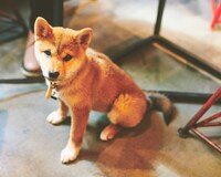 若旦那の愛犬・こひろもよく遊びに来る。