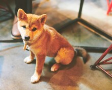 若旦那の愛犬・こひろもよく遊びに来る。