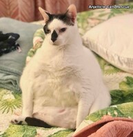 TBS系「笑える！泣ける！動物スクープ100連発」より。 (c)TBS