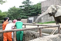 ゾウにケーキをプレゼントするゾウさんチーム。