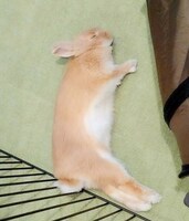 足をまっすぐに伸ばして眠る飴ちゃん。