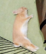 足をまっすぐに伸ばして眠る飴ちゃん。