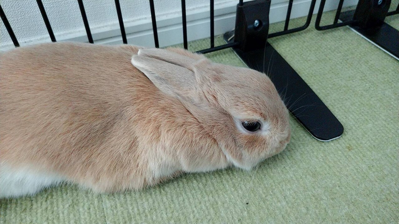 リラックスした表情の飴ちゃん。