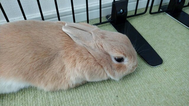 リラックスした表情の飴ちゃん。